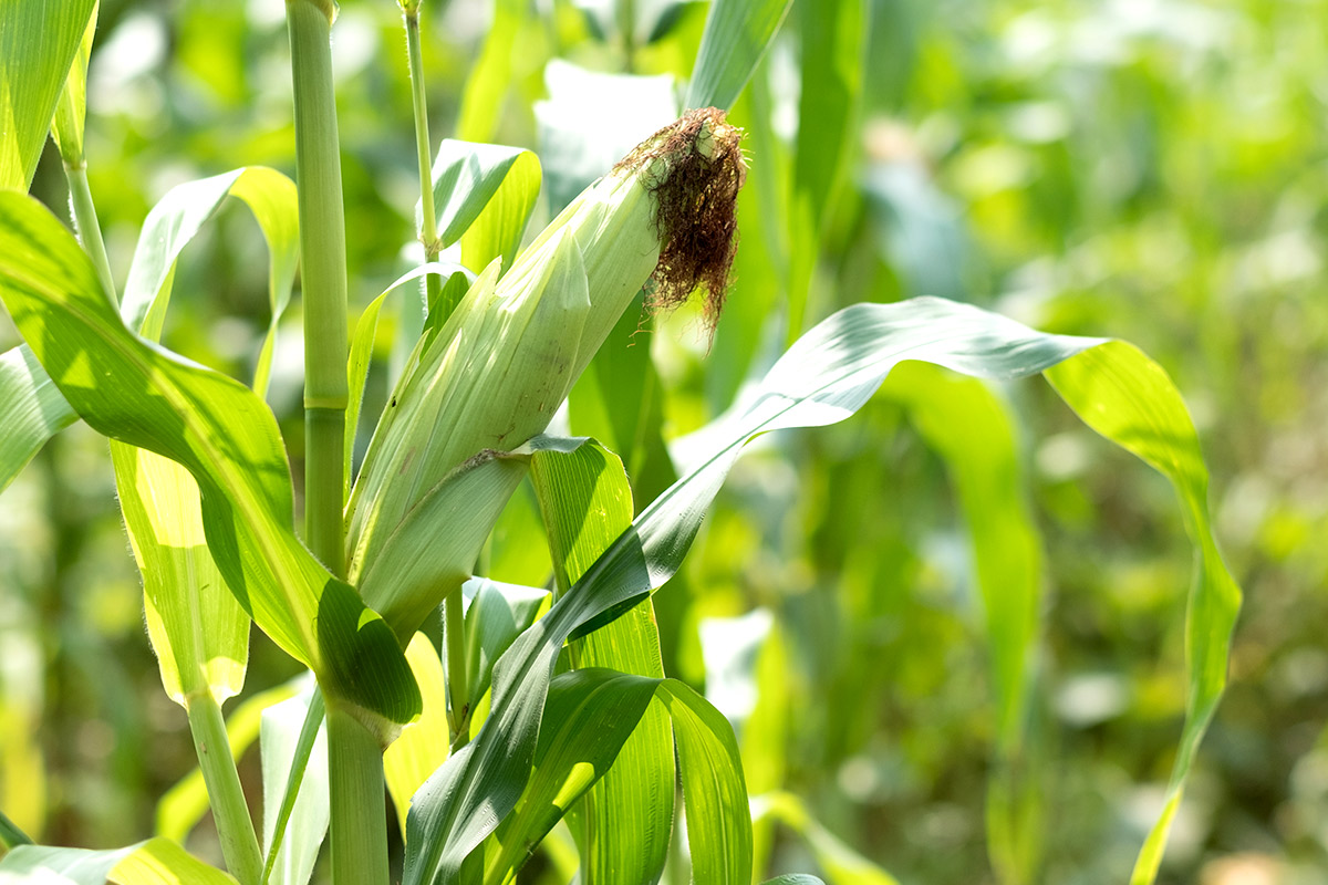 已经出苗的玉米地，使用66%乙·莠·滴辛酯悬乳剂对玉米苗是否有伤害？